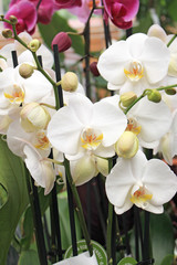 Fleurs de phalaenopsis orchidée