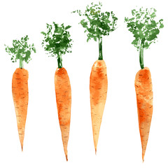 Set of watercolor carrots. Hand drawn illustration isolated. Vector - 250809247