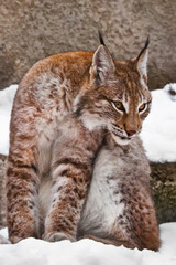 Naklejka na ściany i meble Sly lynx close-up, a big cat sitting in the snow on the background of stones and carefully