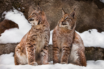 two trots on the snow big cats