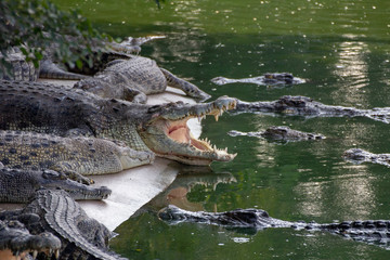 Crocodiles on a sand bank basking in the early morning sun by a lake 