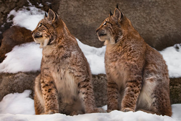 two trots on the snow big cats