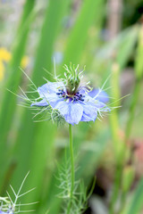 Fleur de nigelle de Damas bleue en été dans le jardin