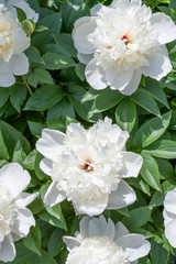 peony flowers