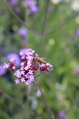 Verveine de Buenos Aires en fleur en été au jardin