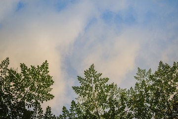 Obraz na płótnie Canvas Green leaves frame with blue sky background and copy space. Nature frame of green leave branches on blue sky background.