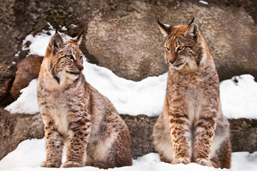Slender lynxes look at each other sit in identical poses in the snow against the background of rocks, beautiful wild cats close-up cats.