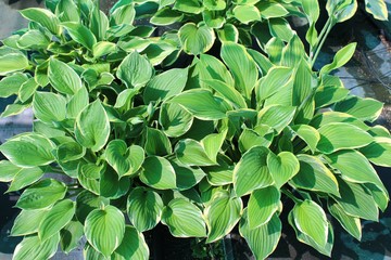 Fototapeta premium Plante d'hosta au feuillage vert dans un jardin