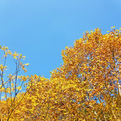 Fototapeta premium autumn leaves on blue sky