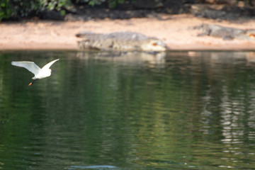Asian birds around crocodiles in animal park