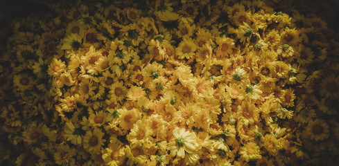 Naklejka na ściany i meble Chrysanthemum flower fields 