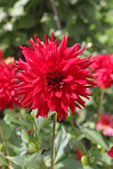 Fleur de dahlia cactus rouge au jardin en gros plan