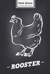 Fototapeta na wymiar Rooster vintage logo in retro style. Poster for Butchery meat shop with poultry.