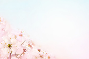 Spring blossom/springtime cherry bloom, bokeh flower background, pastel and soft floral card, toned 