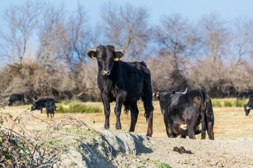 Taurillon camarguais.