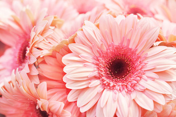 Summer/autumn blossoming gerbera flowers on pink background, bright floral card, selective focus	