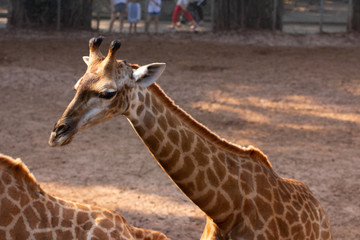 Giraffes in a animal park