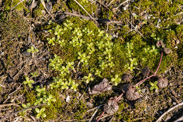 Young plants growing in moss.
