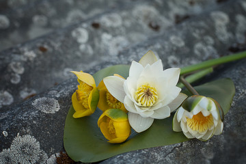 bouquet of white lotuses and yellow water lilies on a gray aged background