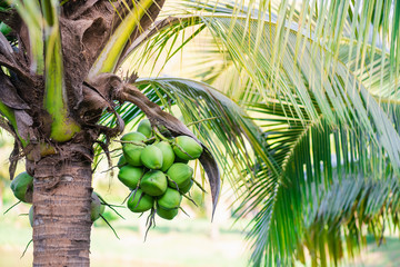 Fototapeta premium coconut tree on the beach