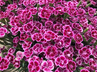 Oeillet Dianthus Pink Kisses