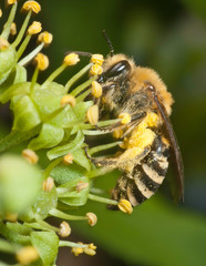 Ivy bee (Colletes hederae) on ivy flowers (Hedera helix)