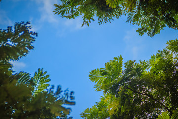 Green leaves frame with dramatic sky background and middle copy space for text. Nature frame of green leave branches on cloudy sky background. Frame of green leaves in the forest against the blue sky.