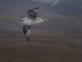 Svalbard Northern Fulmar (Fulmarus glacialis) flying along Spitsbergen coast. Svalbard, Norway