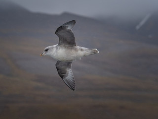 Svalbard Northern Fulmar (Fulmarus glacialis) flying along Spitsbergen coast. Svalbard, Norway