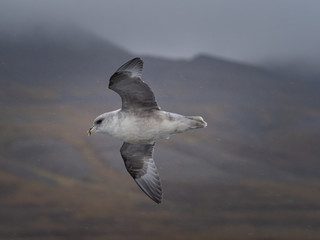 Svalbard Northern Fulmar (Fulmarus glacialis) flying along Spitsbergen coast. Svalbard, Norway