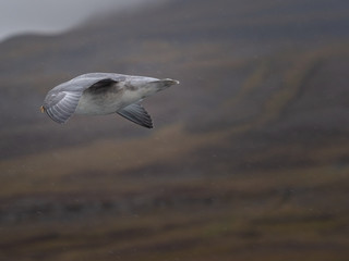 Svalbard Northern Fulmar (Fulmarus glacialis) flying along Spitsbergen coast. Svalbard, Norway