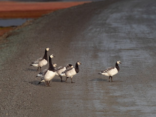 Group off Barnacle goose in arctic. Svalbard, Norway