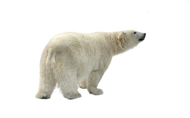 Obraz na płótnie Canvas Funny Polar bear (Ursus maritimus) on white background