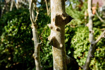Zanthoxylum americanum tree texture with spiny thorns on blurred garden green background. Selective focus. Closeup of thorns on a Zanthoxylum americanum tree as a natural texture for design.