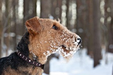 Dog  breed Airedale Terrier  with snowy muzzle outdoors