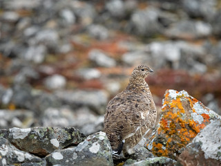 Svalbard Rock Ptarmigan with summer plumage, Svalbard