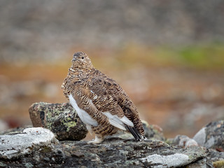 Svalbard Rock Ptarmigan with summer plumage, Svalbard