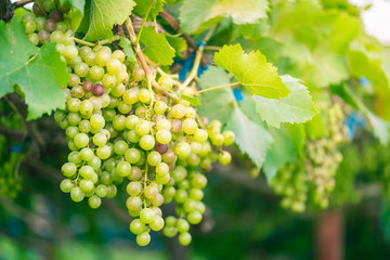 Purple red grapes and green grapes with green leaves on the vine,copy space for add text. 