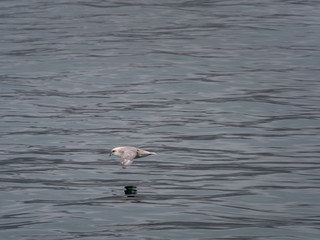 Svalbard Northern Fulmar (Fulmarus glacialis) flying over the arctic sea. Svalbard, Norway