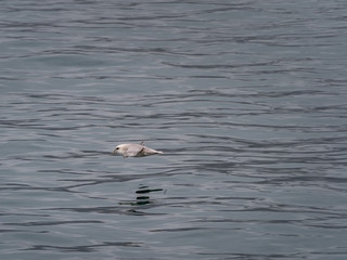 Svalbard Northern Fulmar (Fulmarus glacialis) flying over the arctic sea. Svalbard, Norway