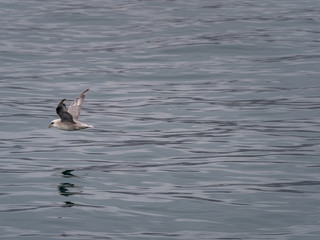 Svalbard Northern Fulmar (Fulmarus glacialis) flying over the arctic sea. Svalbard, Norway