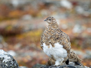 Svalbard Rock Ptarmigan with summer plumage, Svalbard