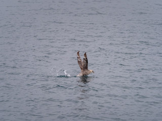 Fototapeta premium Svalbard Northern Fulmar (Fulmarus glacialis) flying over the arctic sea. Svalbard, Norway