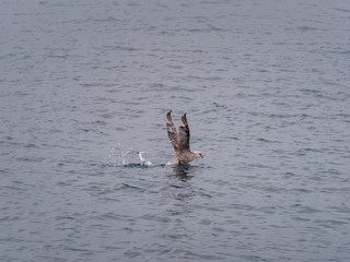 Svalbard Northern Fulmar (Fulmarus glacialis) flying over the arctic sea. Svalbard, Norway