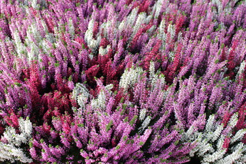 Bruyères rose et blanc en fleur  © DGFOTO