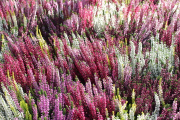 Bruyères rose et blanc en fleur 