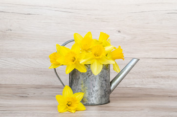 Daffodils in silver watering can on a wooden background.