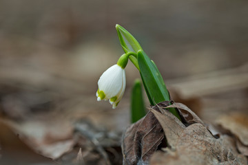 Spring flower of Leucojum vernum. Spring snowflake, Leucojum vernum, with white and yellow flower growing in ground covered with dark soil and dry leaves, blurry brown background, fragile plant. 