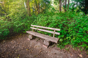Wooden Bench in Green Forest Park with Natural Pathway.