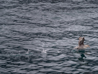 Fototapeta premium Svalbard Northern Fulmar (Fulmarus glacialis) flying over the arctic sea. Svalbard, Norway